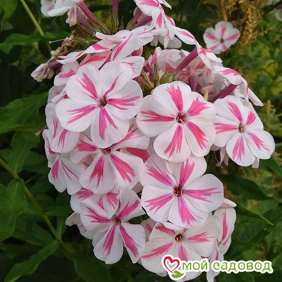 Вид и разновидности флокса Юник Биколор